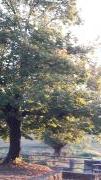 automne