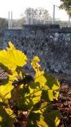 automne