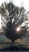 automne