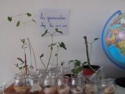 la germination des haricots